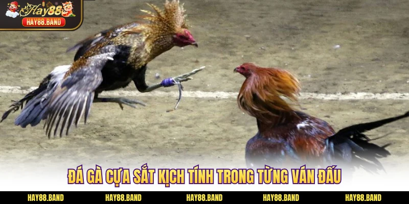 Đá gà cựa sắt kịch tính trong từng ván đấu