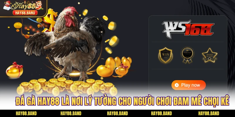 Đá gà HAY88 là nơi lý tưởng cho người chơi đam mê chọi kê