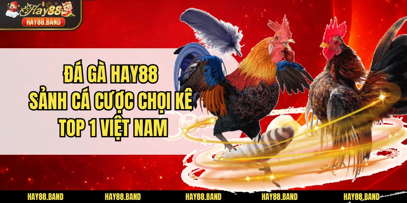 Đá Gà HAY88 - Sảnh Cá Cược Chọi Kê Top 1 Việt Nam