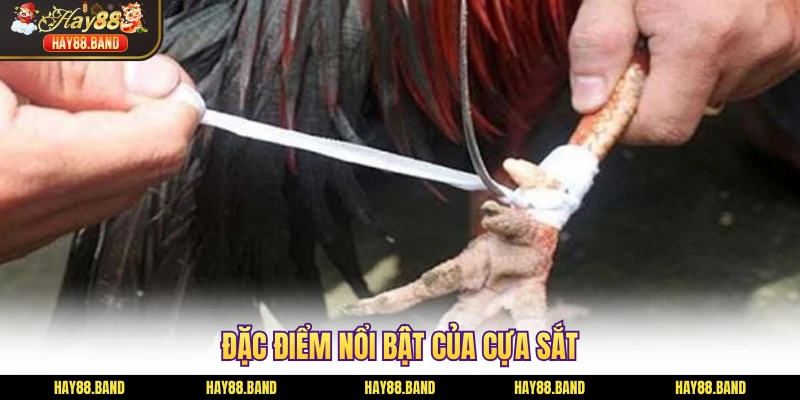 Đặc điểm nổi bật của cựa sắt