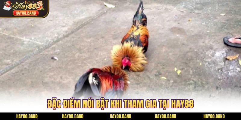 Đặc điểm nổi bật khi tham gia tại HAY88