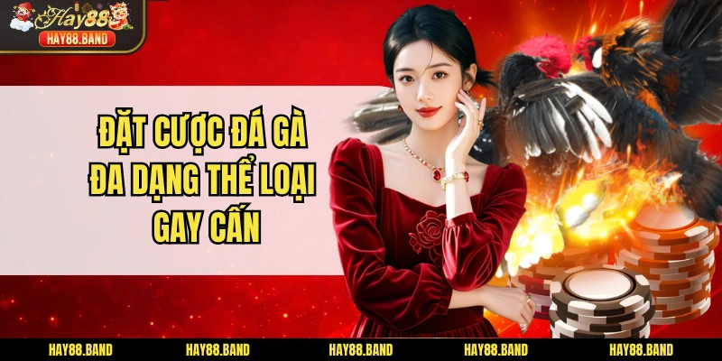 Đặt cược đá gà đa dạng thể loại gay cấn