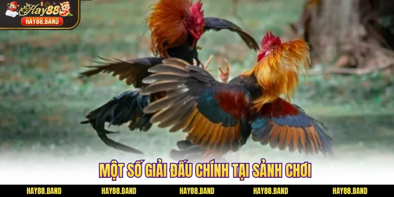 Một số giải đấu chính tại sảnh chơi Một số giải đấu chính tại sảnh chơi