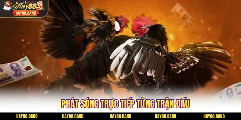 Phát sóng trực tiếp từng trận đấu Phát sóng trực tiếp từng trận đấu
